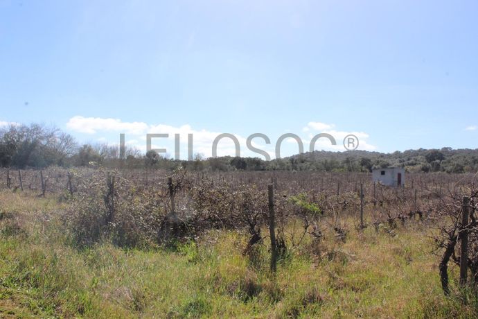 Vinha · Vidigueira, Beja