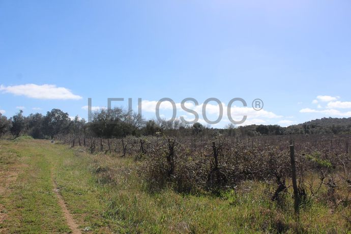 Vinha · Vidigueira, Beja