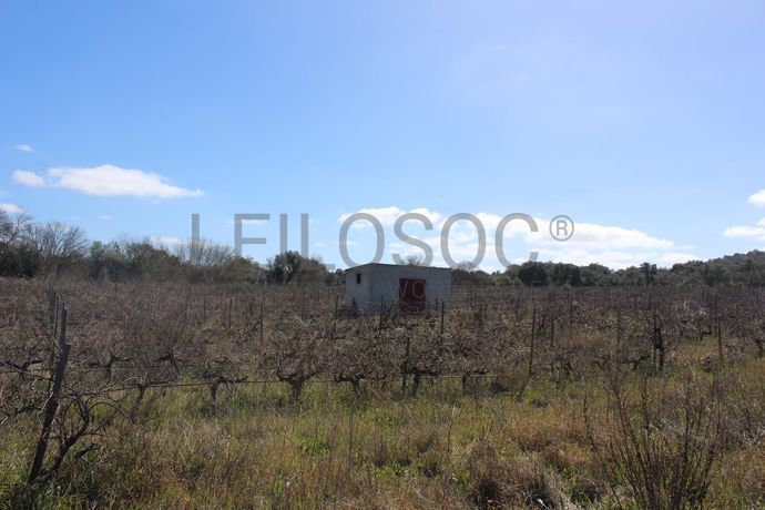 Vinha · Vidigueira, Beja