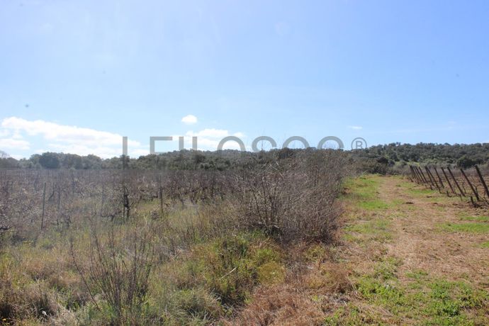 Vinha · Vidigueira, Beja