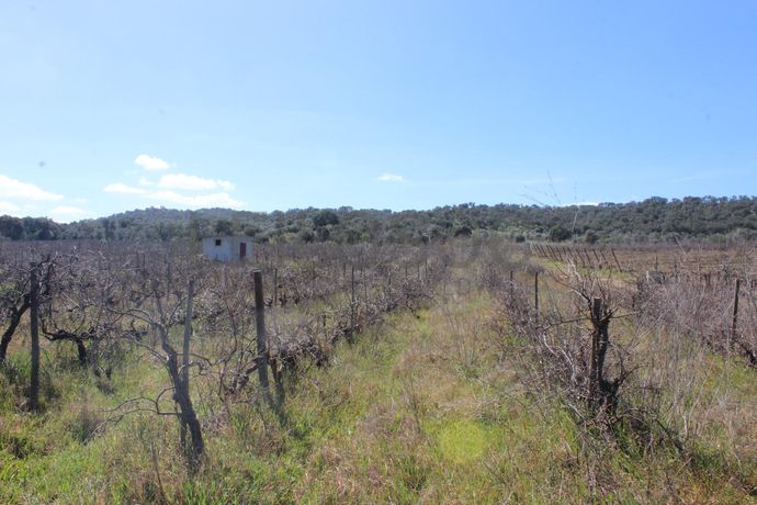 Vinha · Vidigueira, Beja