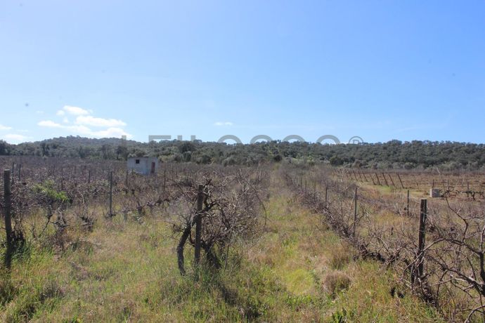 Vinha · Vidigueira, Beja