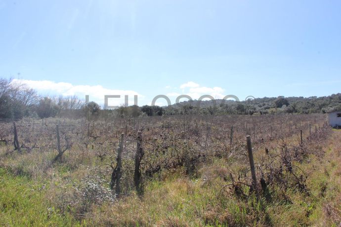 Vinha · Vidigueira, Beja