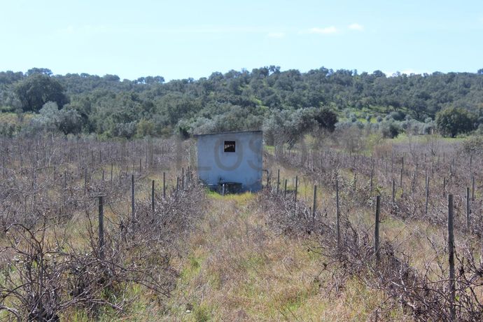 Vinha · Vidigueira, Beja