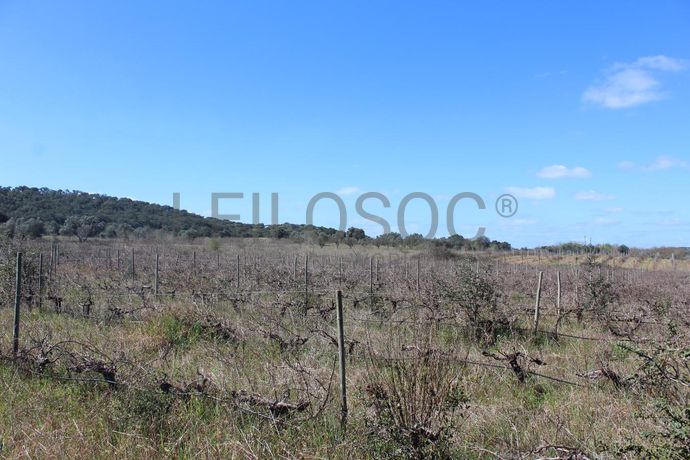 Vinha · Vidigueira, Beja