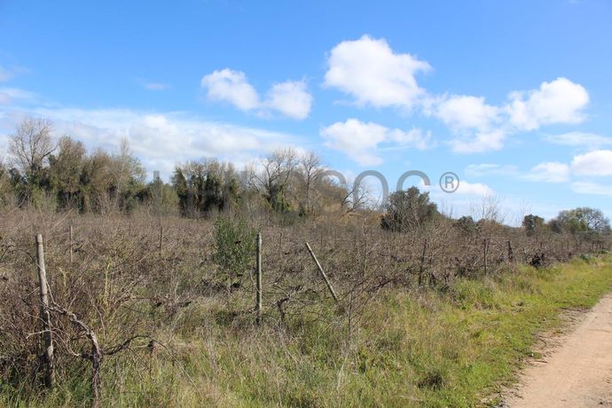 Terrenos · Cuba, Beja