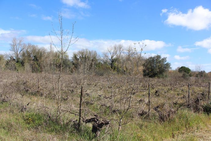 Terrenos · Cuba, Beja