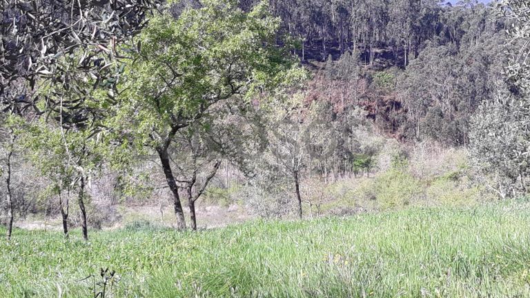 Terreno · Pombal