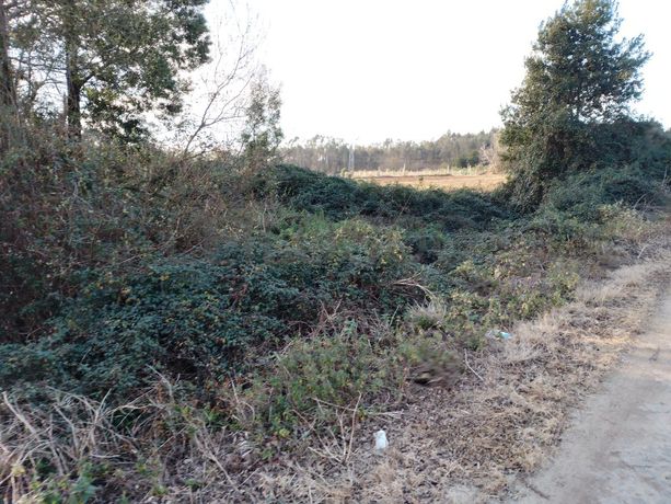 Terreno · Vila do Conde