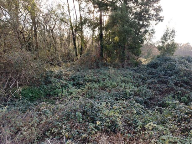 Terreno · Vila do Conde