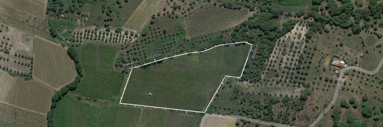 Vinha · Vidigueira, Beja