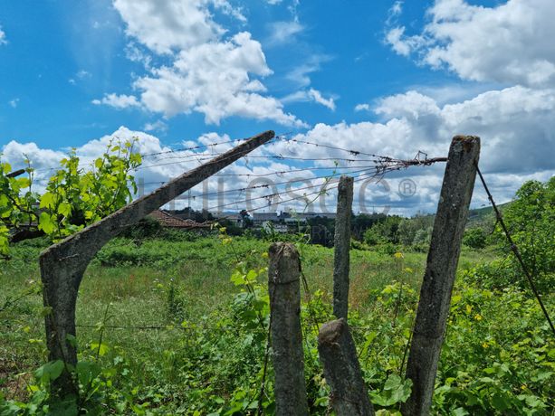 Proporção de 1/2 de Terrenos · Baião