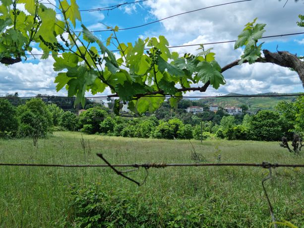 Proporção de 1/2 de Terrenos · Baião