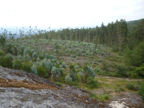 Terreno c/ 8.600m² · Valpedre, Penafiel