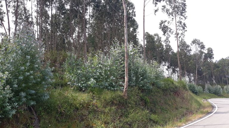 Terreno · Figueira da Foz