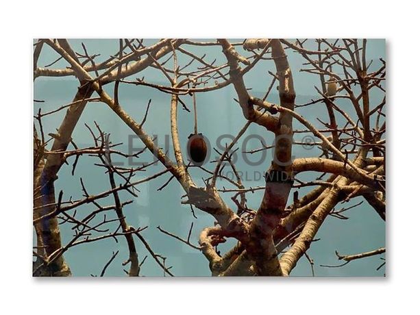 Totalidade dos Lotes