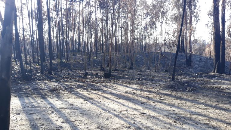 Proporção de 1/4 de Terreno · Ourém