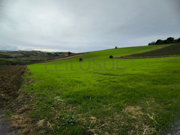 Terreno · Torres Vedras