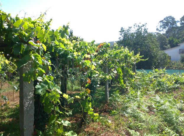 Lote para Construção · Venade, Caminha