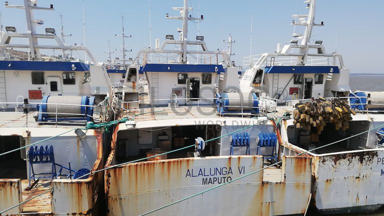 Três Atuneiros | Three Longliners - ALALUNGA V + ALALUNGA VI + PELAMIS IV