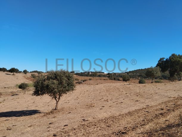 Terreno · Montemor-o-Novo