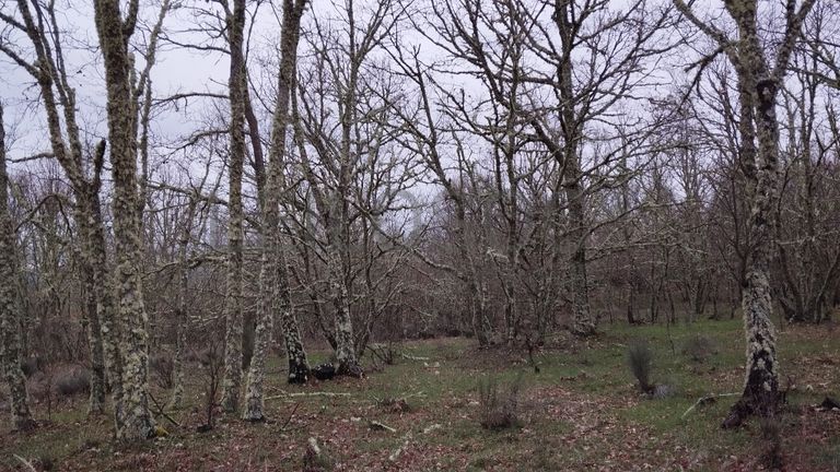 Proporção de 1/2 de Terreno · Aldeia Velha, Sabugal