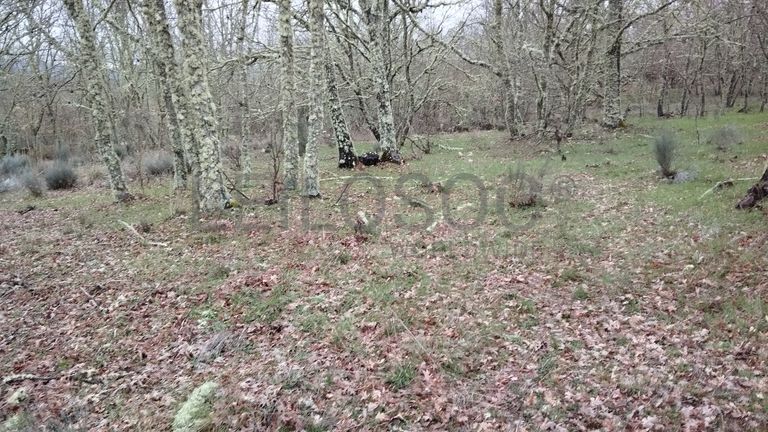 Proporção de 1/2 de Terreno · Aldeia Velha, Sabugal