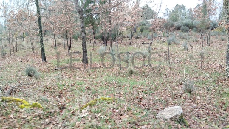 Terreno com 7.080 m² · Aldeia Velha, Sabugal