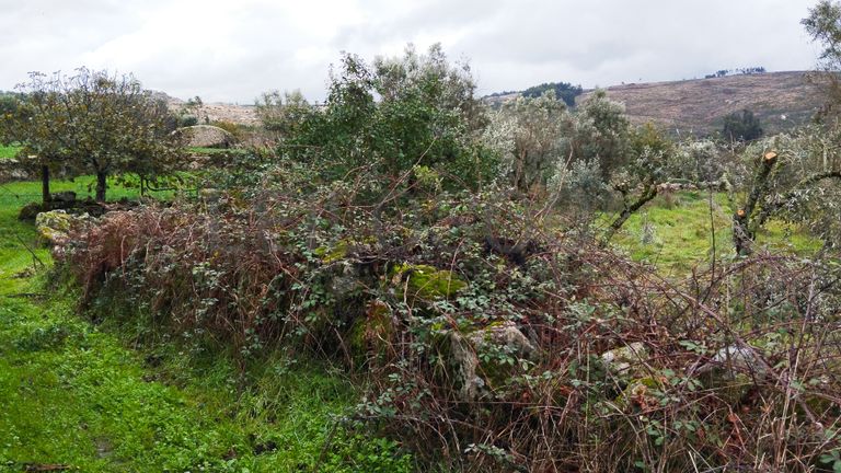 Terreno com 700 m² · Mangualde