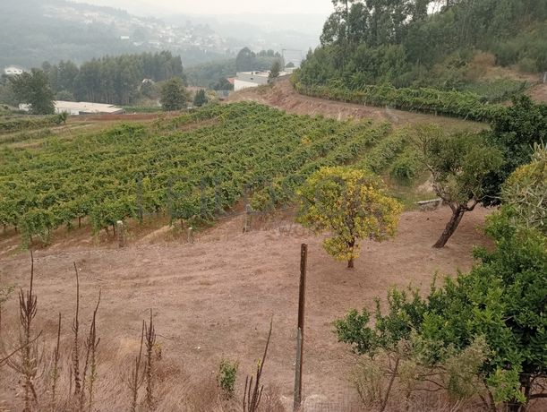Quinta com 1,3 hectares · Penafiel