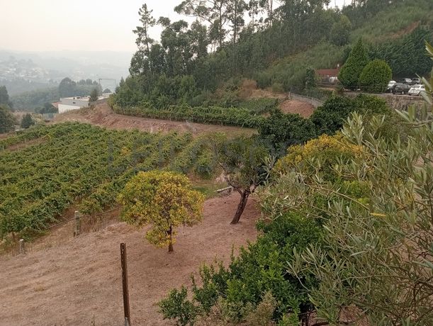 Quinta com 1,3 hectares · Penafiel