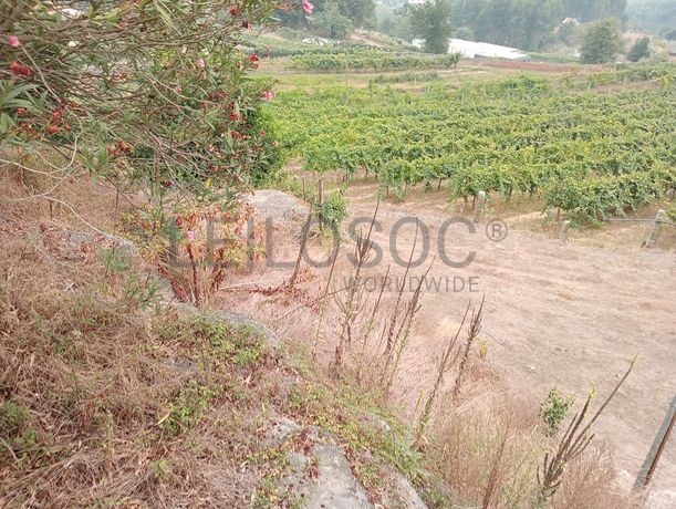 Quinta com 1,3 hectares · Penafiel