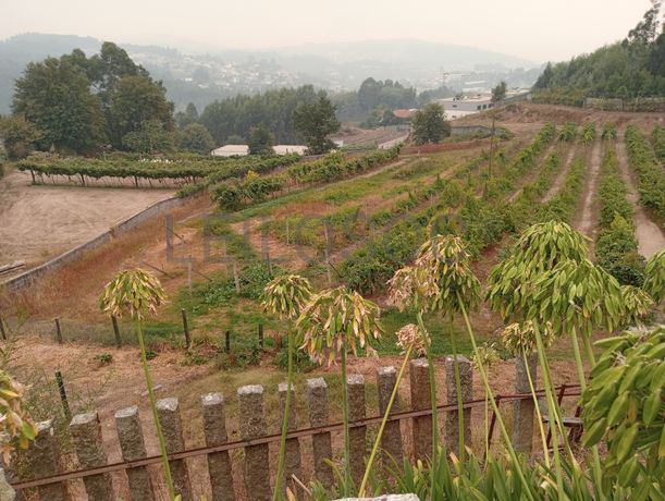 Quinta com 1,3 hectares · Penafiel