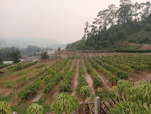 Quinta com 1,3 hectares · Penafiel