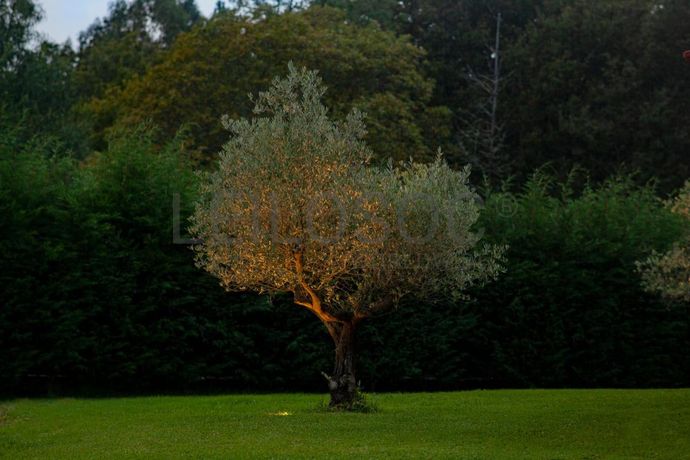 Quinta “Casas d’Oliva” · Caramulo