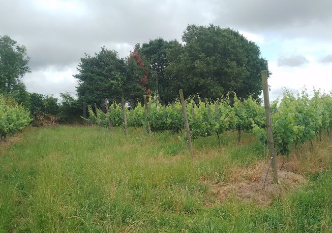 Proporção de 3/5 de Terreno com +2 hectares · Barcelos