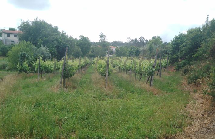 Proporção de 3/5 de Terreno com +2 hectares · Barcelos