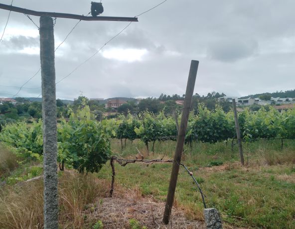 Proporção de 3/5 de Terreno com +2 hectares · Barcelos