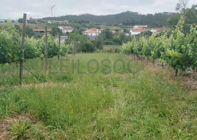 Proporção de 3/5 de Terreno com +2 hectares · Barcelos