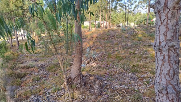 Terreno para Construção · Nossa Senhora da Piedade, Ourém