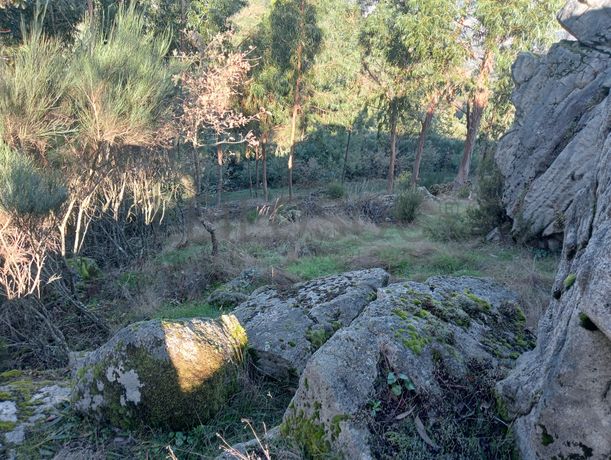 Terrenos e Meações de Terrenos · Carvalho de Rei, Amarante