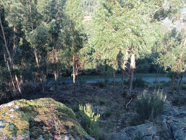 Terrenos e Meações de Terrenos · Carvalho de Rei, Amarante