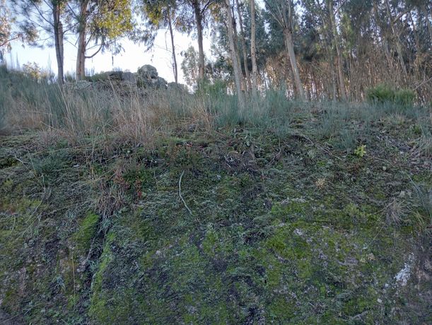Terrenos e Meações de Terrenos · Carvalho de Rei, Amarante