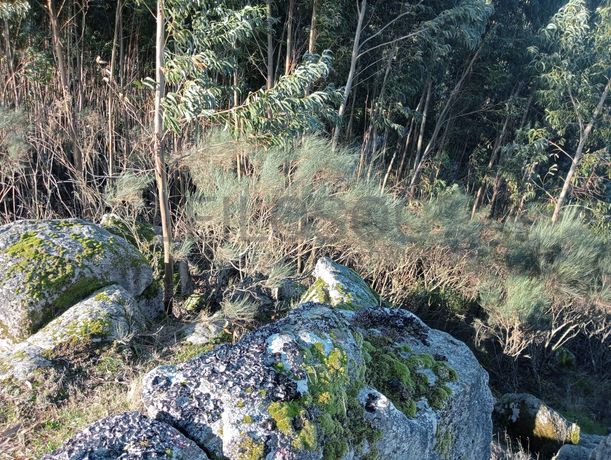 Terrenos e Meações de Terrenos · Carvalho de Rei, Amarante