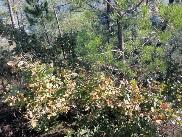 Terrenos e Meações de Terrenos · Carvalho de Rei, Amarante