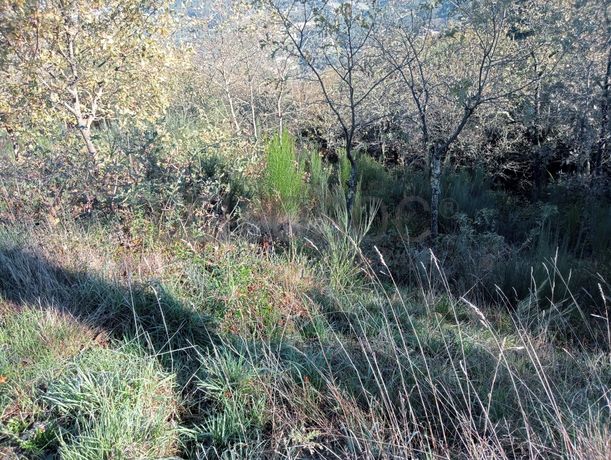Terrenos e Meações de Terrenos · Carvalho de Rei, Amarante