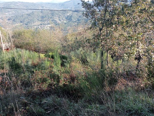 Terrenos e Meações de Terrenos · Carvalho de Rei, Amarante