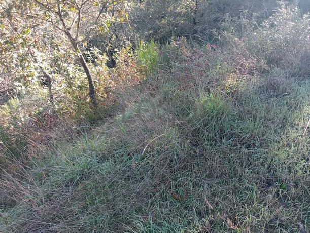 Terrenos e Meações de Terrenos · Carvalho de Rei, Amarante