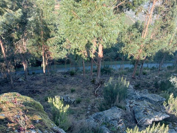 Terrenos e Meações de Terrenos · Carvalho de Rei, Amarante
