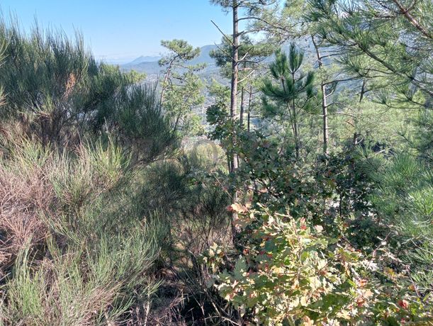 Terrenos e Meações de Terrenos · Carvalho de Rei, Amarante